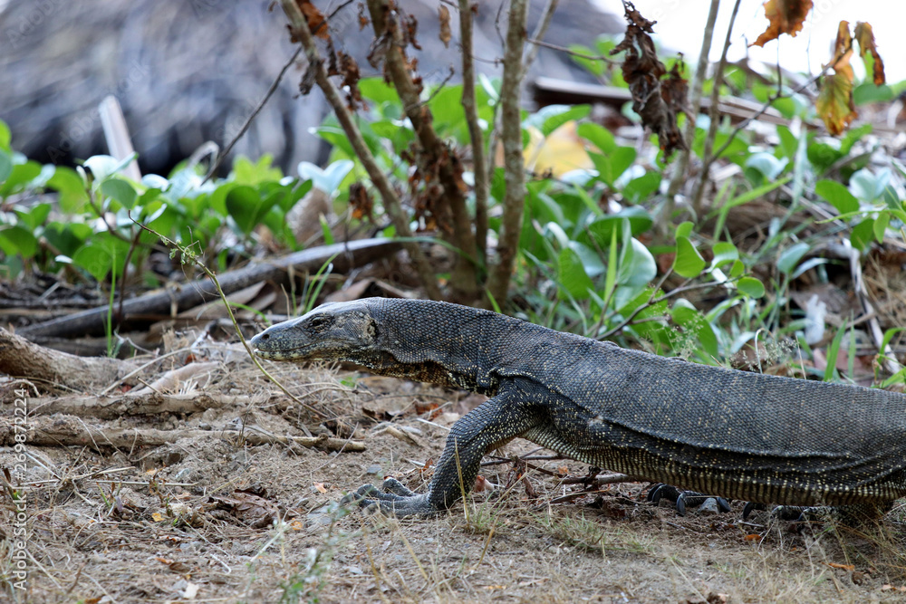 waran (Varanus) - Borneo Malaysia Asia waran (Varanus) - Borneo Malaysia Asia