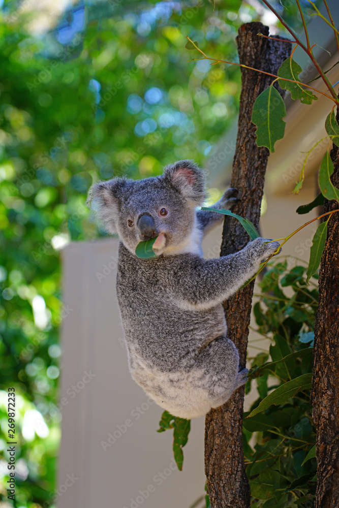 Obraz premium A koala on a eucalyptus gum tree in Australia