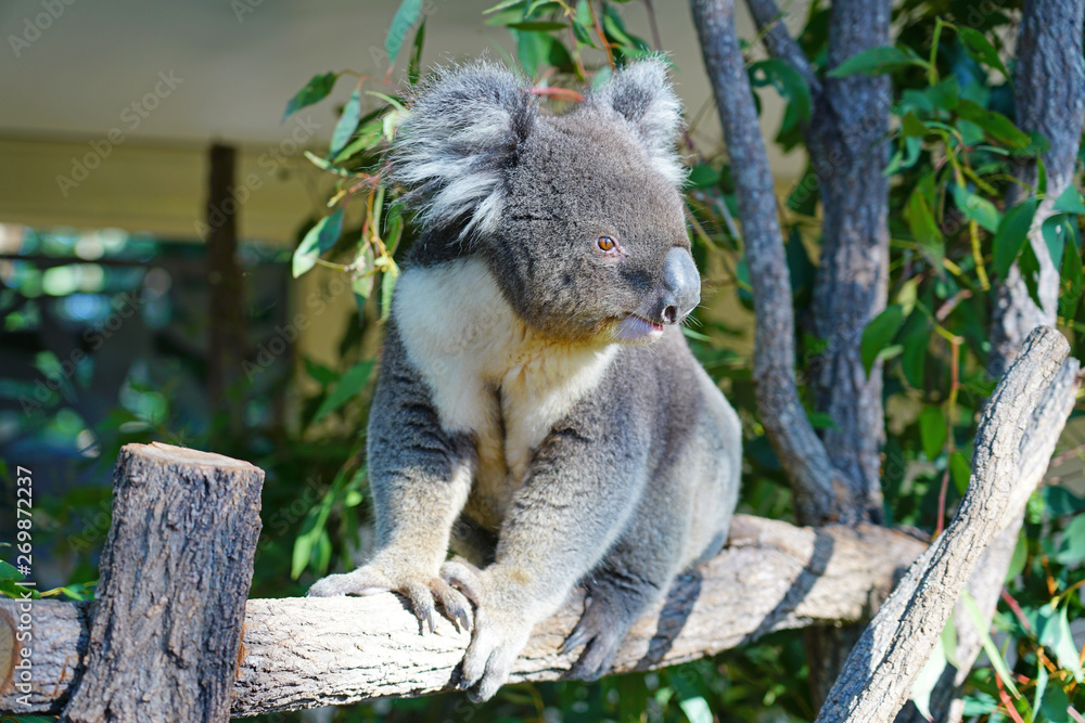 Obraz premium A koala on a eucalyptus gum tree in Australia