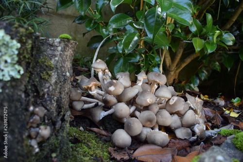 setas en mi jardín