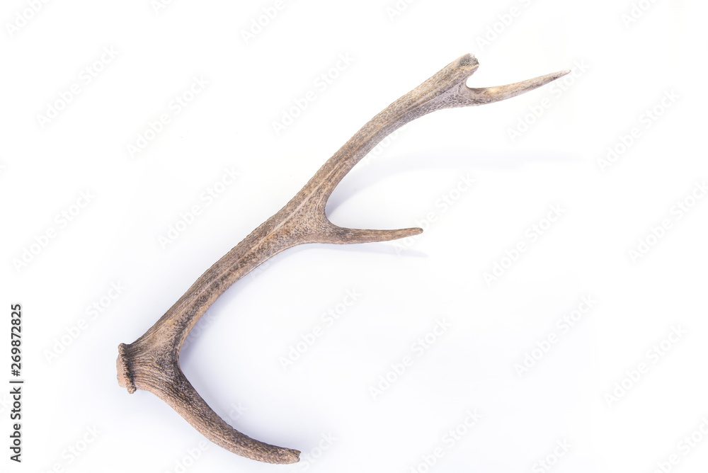 Obraz premium One part of dear antlers on the white