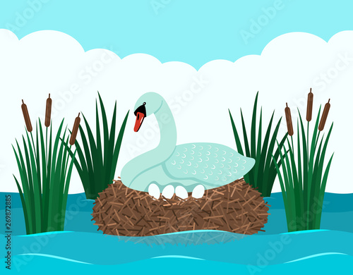 A graceful white swan sits on a snide with eggs in a pond with reeds. Landscape pond. flat vector
