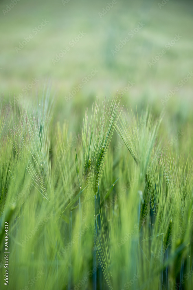 Agriculture: Fresh green cornfield on a sunny day, springtime Agriculture: Fresh green cornfield on a sunny day, springtime
