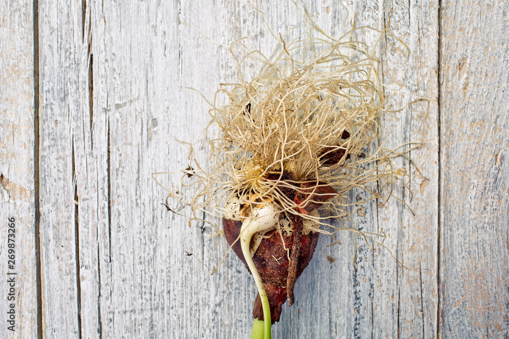 Naklejka premium Tulip Onion