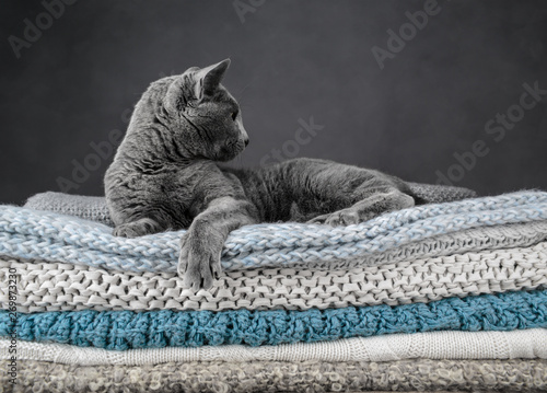 Photography Russian Blue Cat