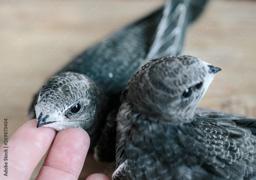 Obraz premium Hand Raised Young Swifts