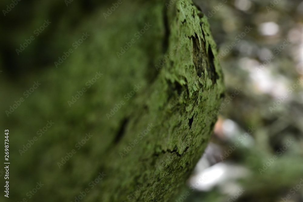 Im Sommerwald Im Sommerwald