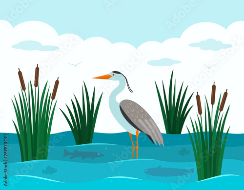 An elegant European heron stands in a pond with reeds and river fish. Landscape pond.