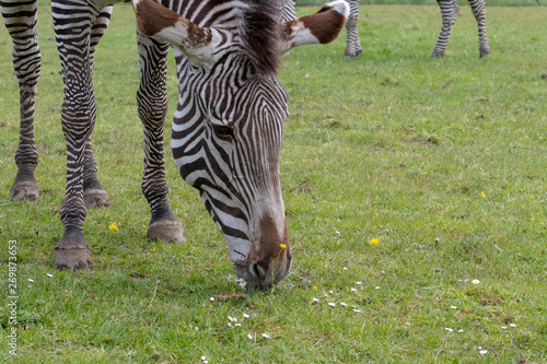 A detail view of a Zebra s head and snout whilst it is grazing
