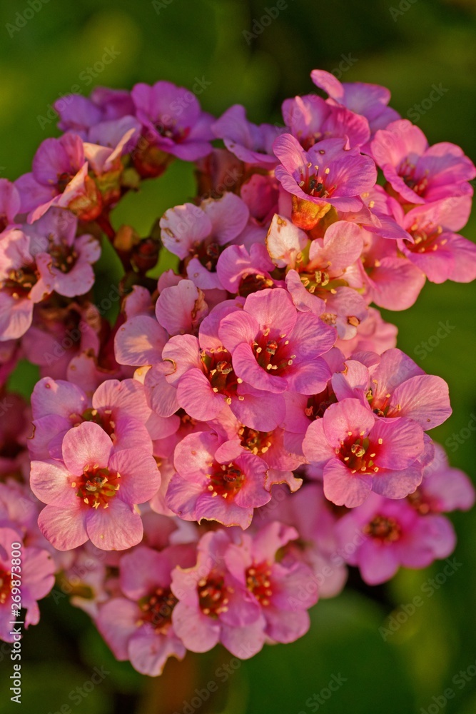 schöne nahaufnahme einer Blüte schöne nahaufnahme einer Blüte