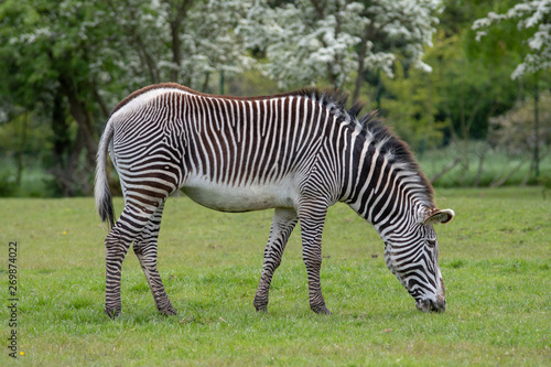 A portrait view of a zebra grazing on grass