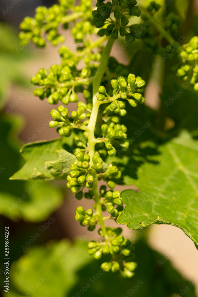 Viticulture - flowers of the vine. Wine-making. Technology of wine production. Wine production in Moldova. Viticulture - flowers of the vine. Wine-making. Technology of wine production. Wine production in Moldova.