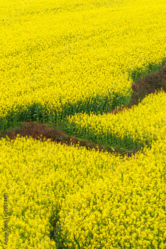 Aerial view of mustard terraces flower fields in springtime.