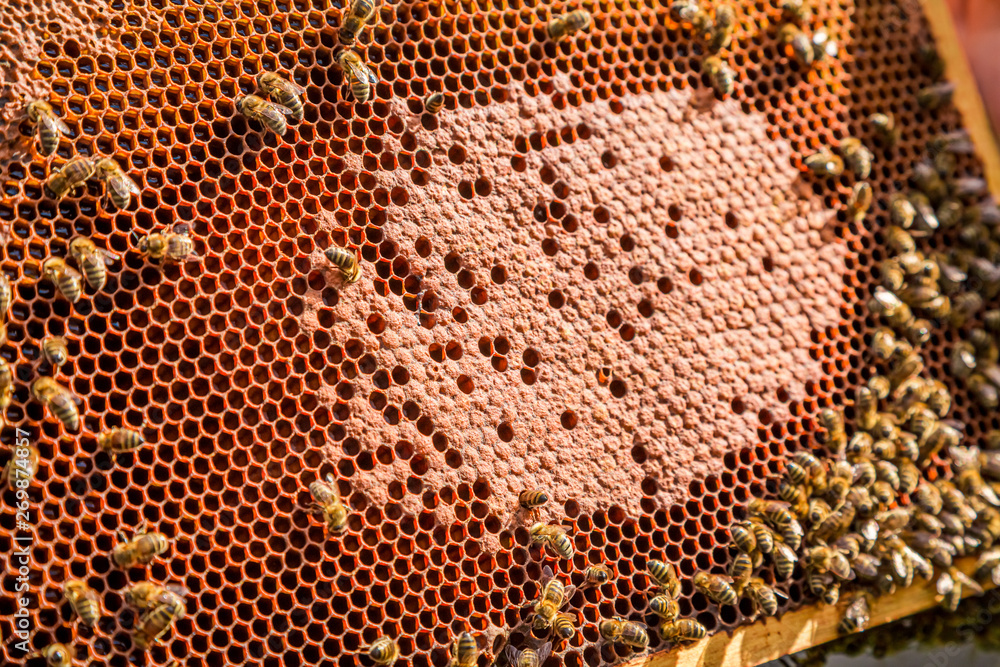 Closeup of frame full of honey and bees Closeup of frame full of honey and bees