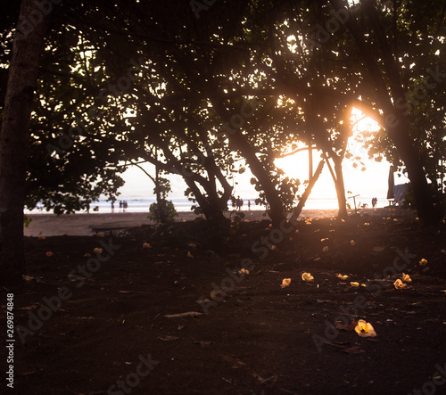 Beach Sunset with yellow leaves on the ground (ID: 269874848)