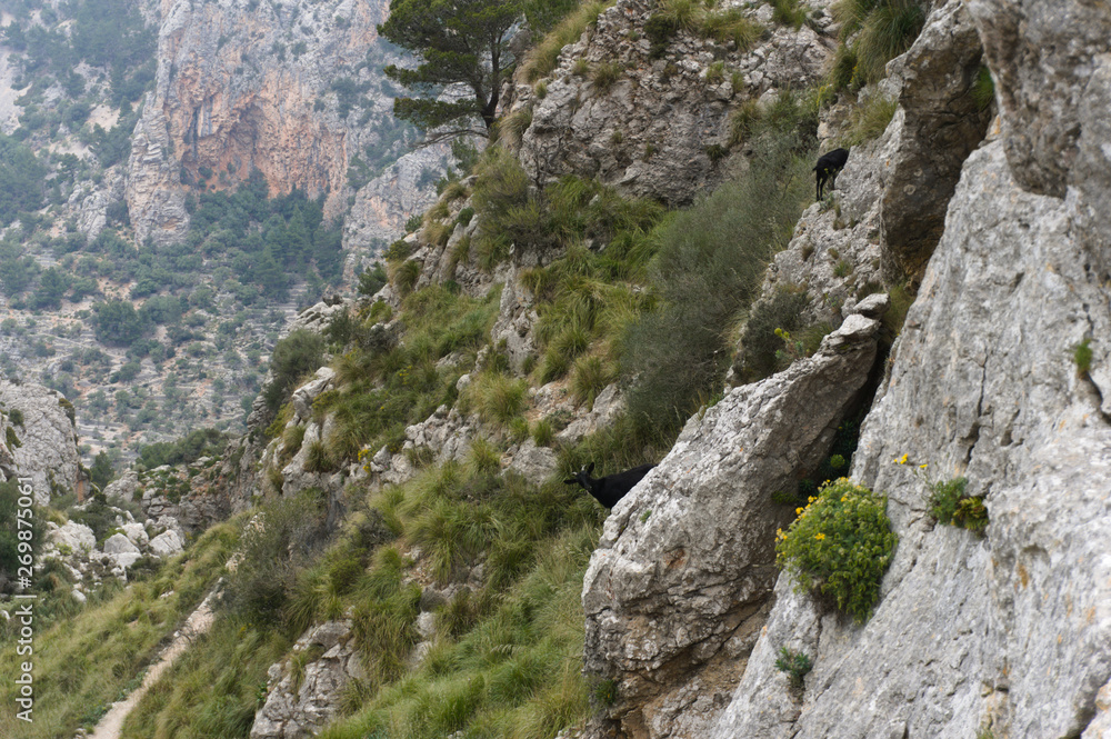 Herd of Majorca goats on steep cliff