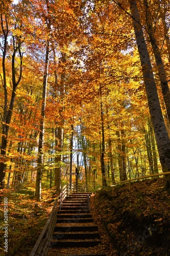 alley with stairs in autumn forest