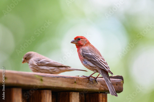 2 Birds © HPK-Images