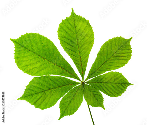 Obraz na płótnie Horse chestnut leaf isolated on white background.