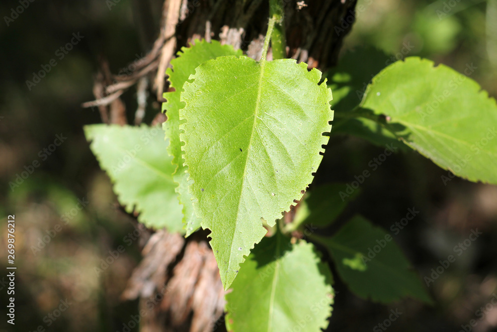 Green lilac leaf eaten by weevil. Weevil feeding damage on foliage of Syringa vulgaris Green lilac leaf eaten by weevil. Weevil feeding damage on foliage of Syringa vulgaris