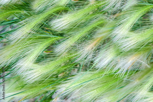 Abstract background of green ears of corn