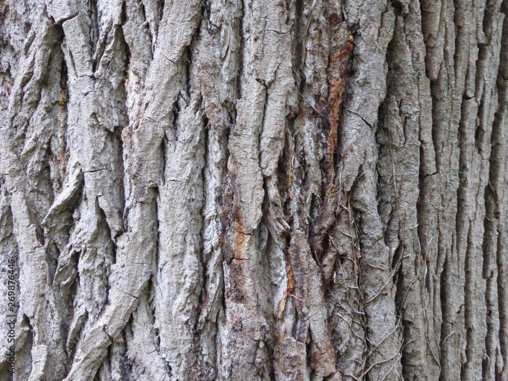 Obraz premium Albero