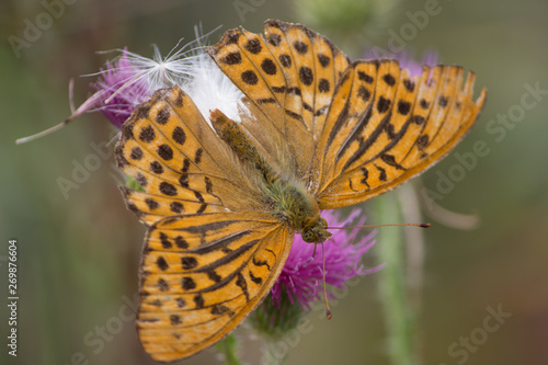  A beautiful butterfly with yellow wings sits on a gorgeous flower.
