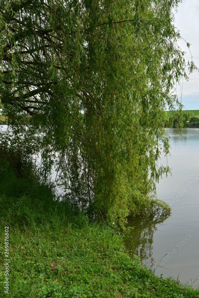 Obraz premium Weeping willow tree beside the lake