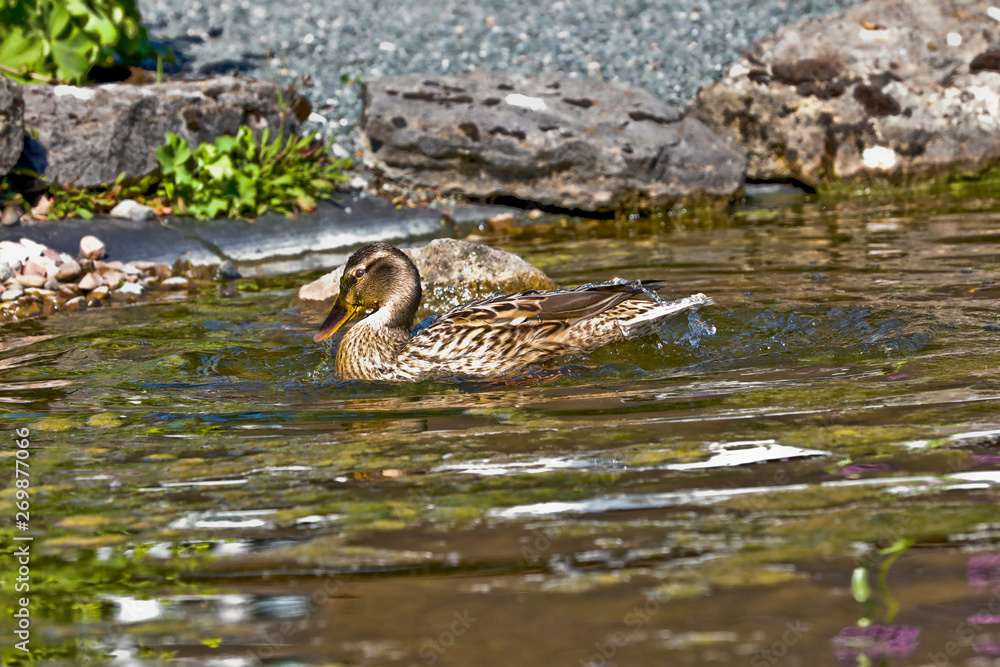Enten schwimmen im Wasser in einer Teichanlage Enten schwimmen im Wasser in einer Teichanlage