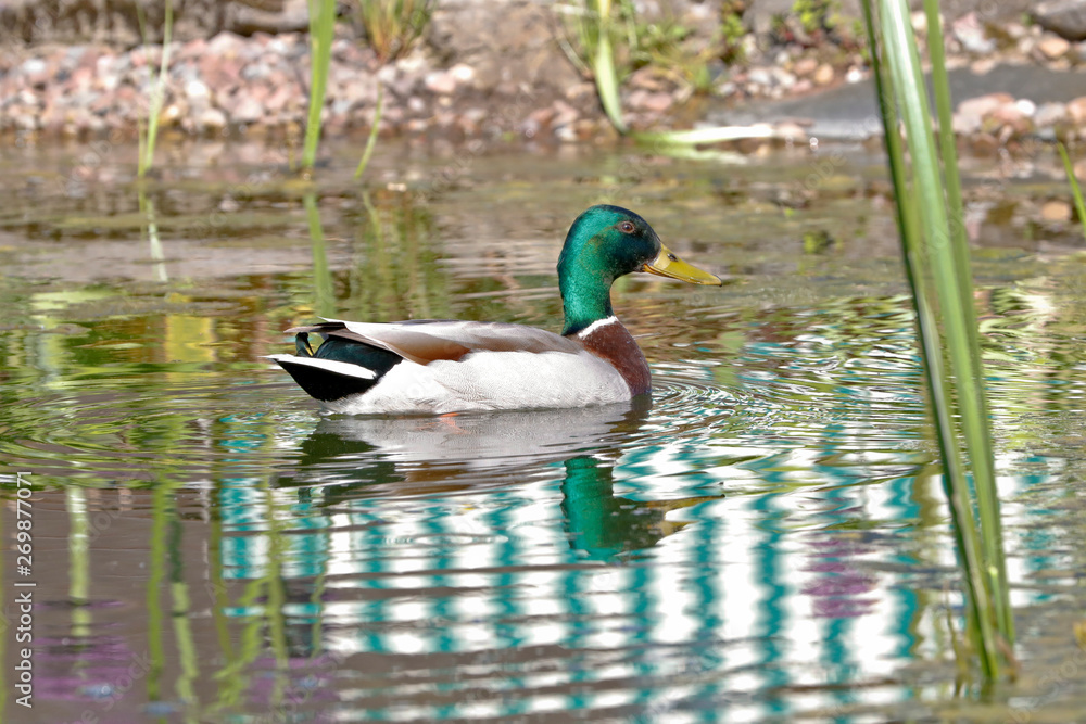 Fototapeta premium Enten schwimmen im Wasser in einer Teichanlage