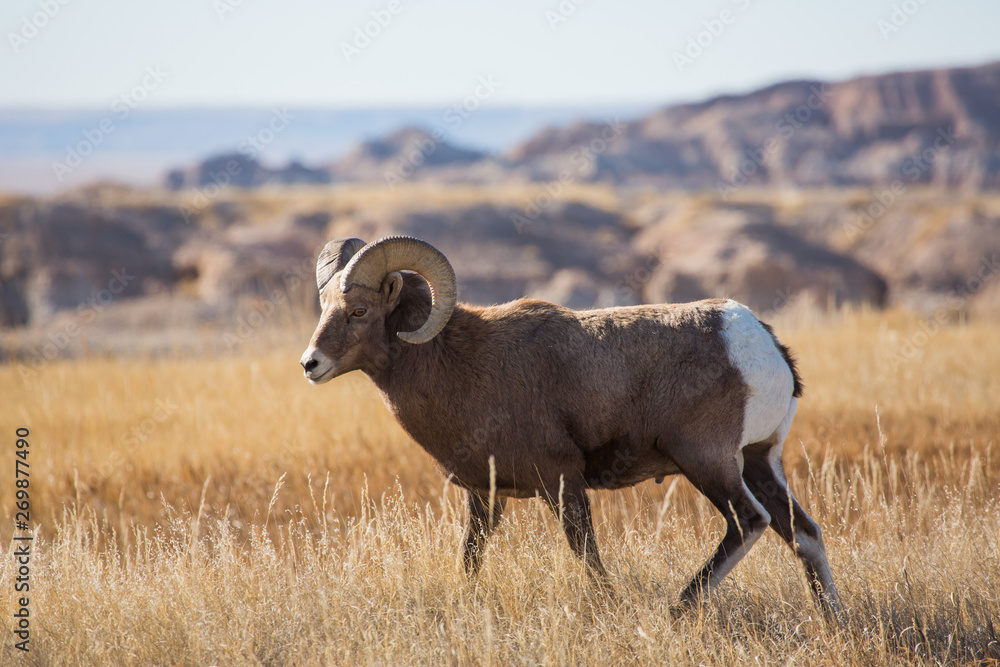 Obraz premium Bighorn ram in the Badlands