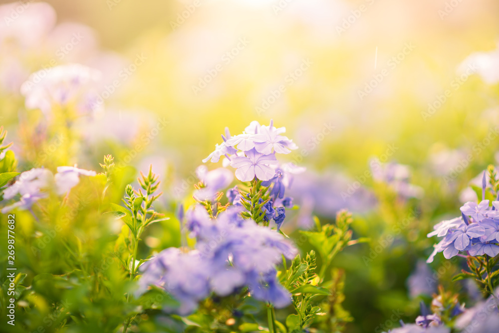 Obraz premium Beautiful flowers colorful In spring garden