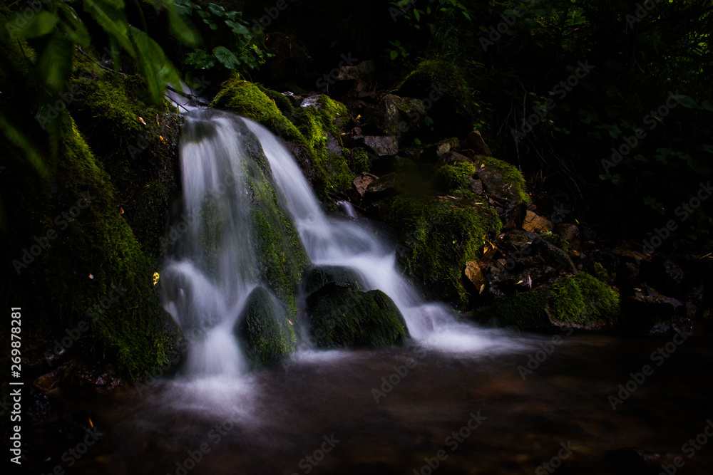 Obraz premium stream in the forest
