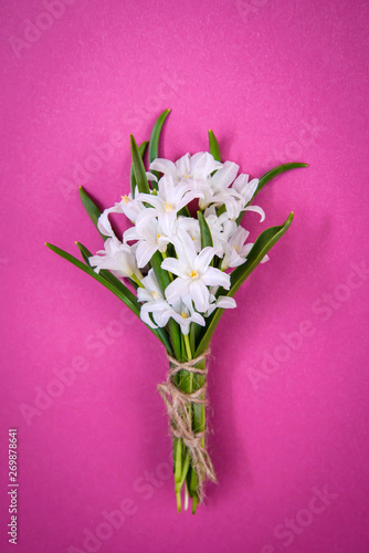 Bouquet of small white chionodoxa flowers on pink background
