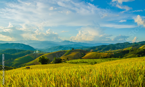 Landscape of gold rice fields. Soft focus of rice farm landscape with sunset.