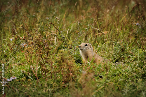 gopher in the grass