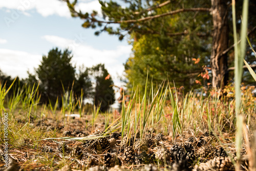 grass and cones in the fall