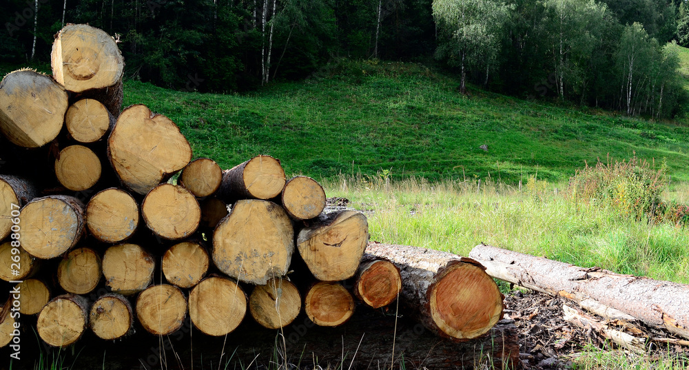 Freshly cut logs from tree laying in green grass in mountainside area