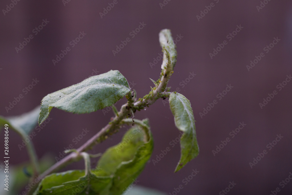 Aphid on a tree branch with leaves. Close-up. Macro. Pest for trees. Aphid on a tree branch with leaves. Close-up. Macro. Pest for trees.