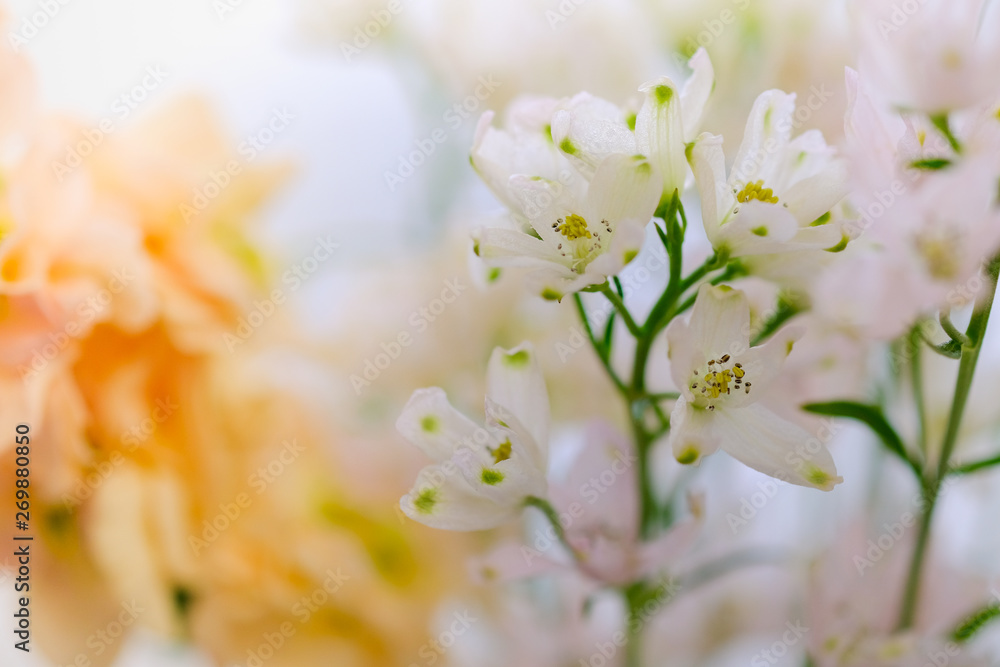 Close up of mini white flower with blurred orange flower. Nature plant and background concept. Close up of mini white flower with blurred orange flower. Nature plant and background concept.