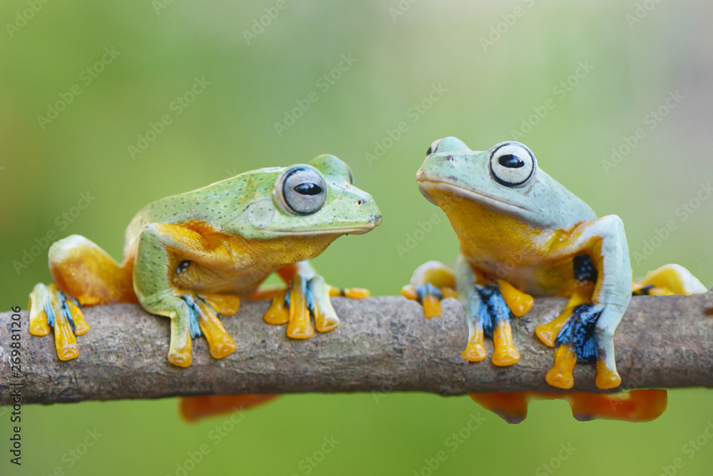 Obraz premium Talking frog on summer day