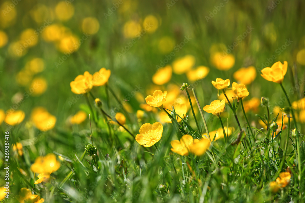 Close up of a field of bright yellow Buttercups