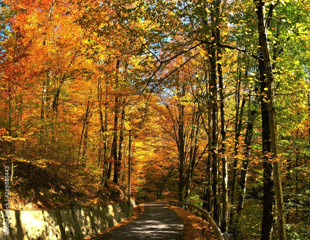 road in autumn forest road in autumn forest