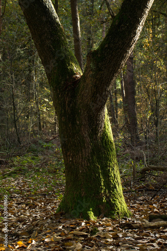 Fall in the forest. Trees and leaves. Fall colors Netherlands