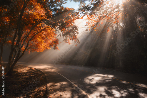 Rays of sunlight falling through autumn trees