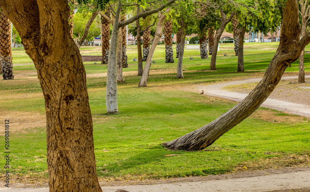 Obraz premium green morning park outdoor nature scenic landscape environment with lonely narrow road for walking and promenade on a fresh air