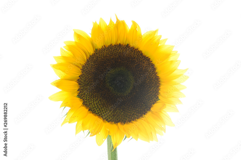 Fototapeta premium Single sunflower isolated on white background