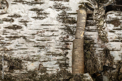 Beresta. The top layer of bark, torn from a birch. Symbol of Russia. Birch bark texture. Russian nature. photo