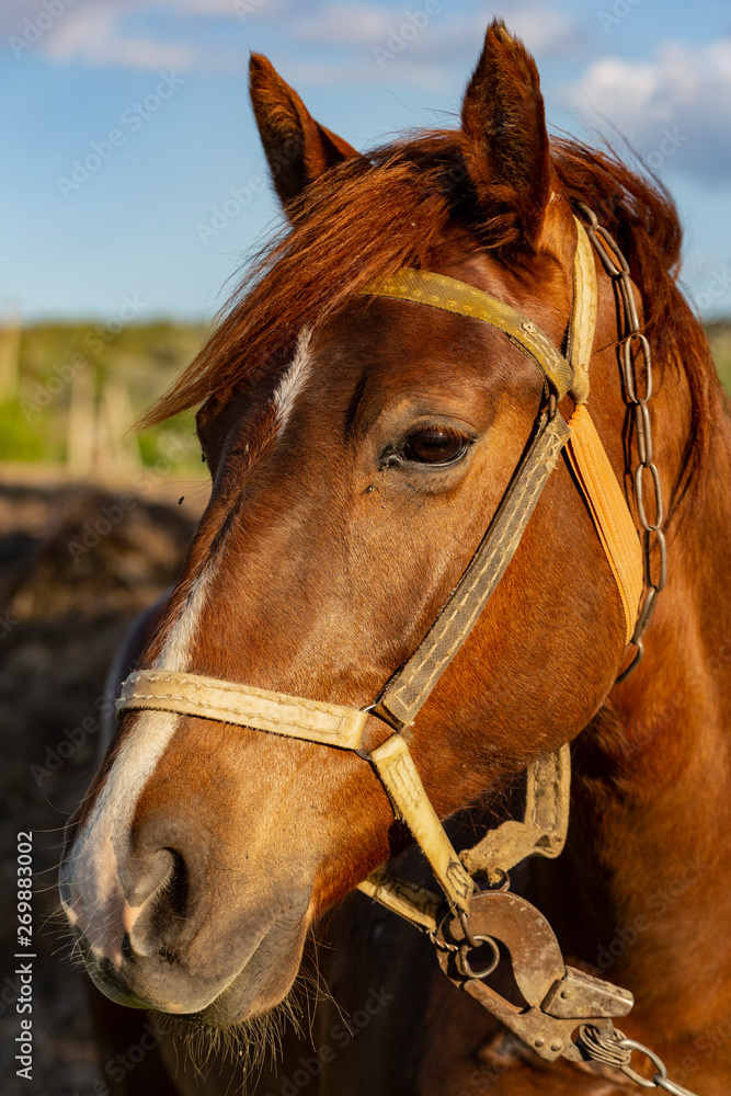 Portrait of a red horse at sunset. The Mare in the pasture. The bridle on the horse's head. Portrait of a red horse at sunset. The Mare in the pasture. The bridle on the horse's head.