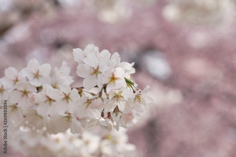 Peak bloom on the Cherry Blossom trees around the Tidal Basin during the 2019 Washington DC Cherry Blossom Festival in Pinks and whites